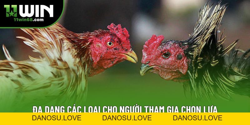 Đá Gà 11win - Trải Nghiệm Đỉnh Cao Tại Sân Chơi Uy Tín - Danosu Đá Gà 11win - Trải Nghiệm Đỉnh Cao Tại Sân Chơi Uy Tín - Danosu