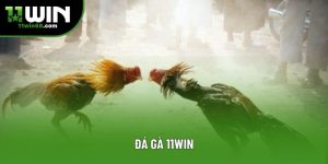 Blog Cá Cược 11Win – Tin Tức, Kinh Nghiệm - Danosu