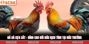 Đá Gà SC88 - Sảnh Cược Trực Tuyến Đẳng Cấp Và Uy Tín Nhất - Danosu