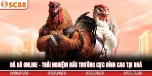 Đá Gà SC88 - Sảnh Cược Trực Tuyến Đẳng Cấp Và Uy Tín Nhất - Danosu