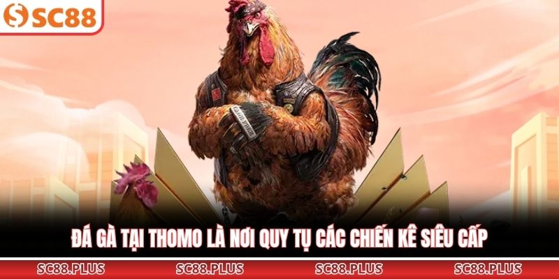 Đá Gà Thomo – Đấu Trường Chiến Kê Đỉnh Cao Nhất Khu Vực - Danosu