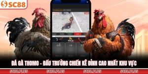 Đá Gà SC88 - Sảnh Cược Trực Tuyến Đẳng Cấp Và Uy Tín Nhất - Danosu