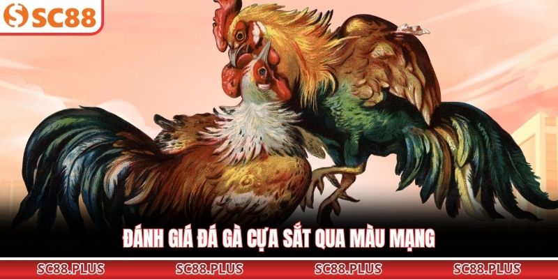 Đá Gà Cựa Sắt – Đỉnh Cao Đối Đầu Kịch Tính Tại Đấu Trường - Danosu