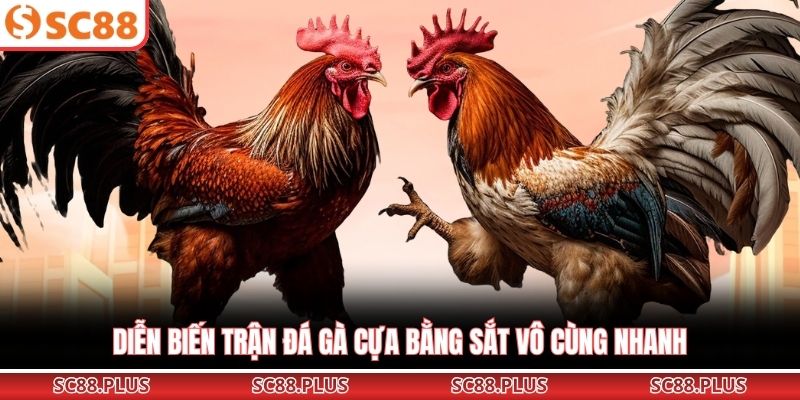 Đá Gà Cựa Sắt – Đỉnh Cao Đối Đầu Kịch Tính Tại Đấu Trường - Danosu