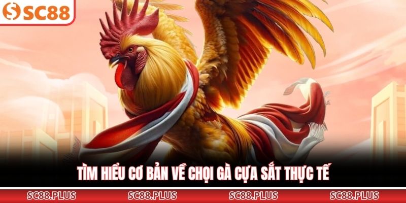 Đá Gà Cựa Sắt – Đỉnh Cao Đối Đầu Kịch Tính Tại Đấu Trường - Danosu