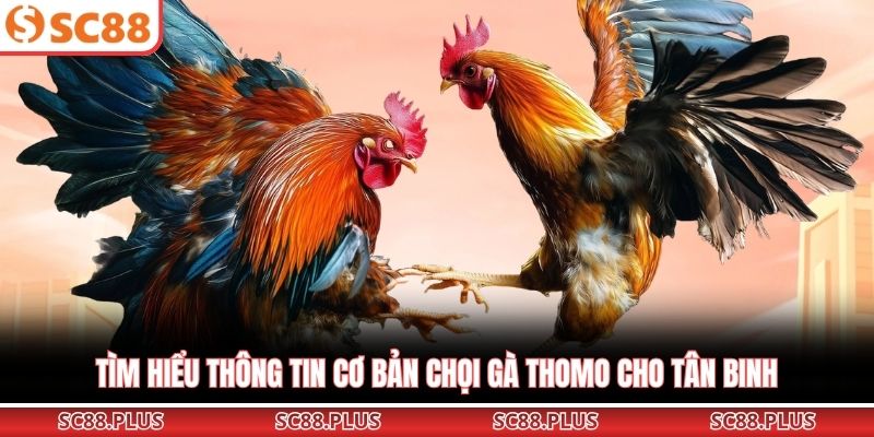 Đá Gà Thomo – Đấu Trường Chiến Kê Đỉnh Cao Nhất Khu Vực - Danosu
