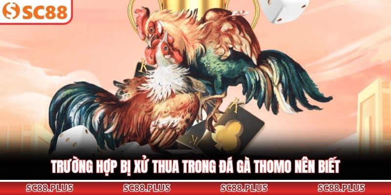 Đá Gà Thomo – Đấu Trường Chiến Kê Đỉnh Cao Nhất Khu Vực - Danosu