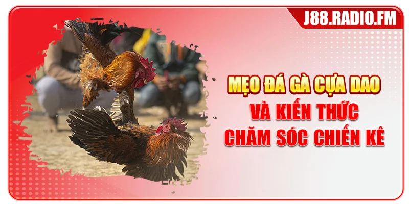 Mẹo Đá Gà Cựa Dao – Tổng Hợp Mẹo Bất Bại Từ Cao Thủ - Danosu