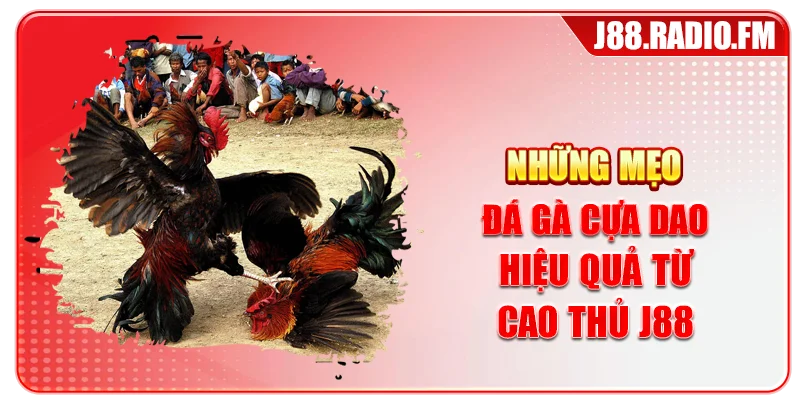 Mẹo Đá Gà Cựa Dao – Tổng Hợp Mẹo Bất Bại Từ Cao Thủ - Danosu