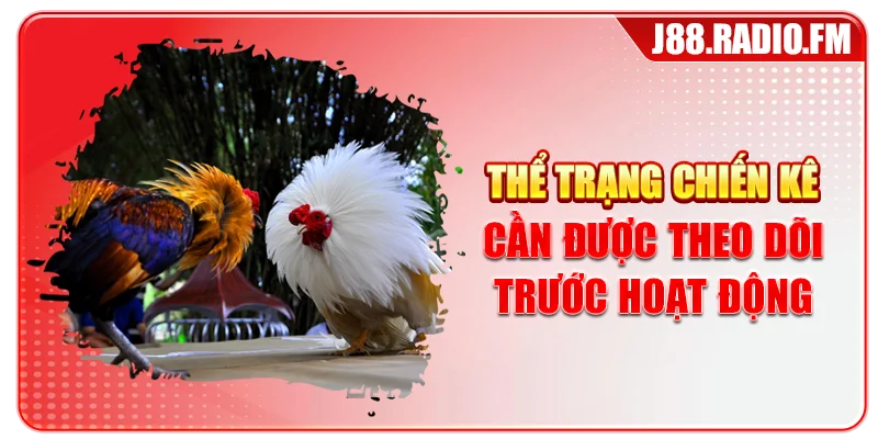 Mẹo Đá Gà Cựa Dao – Tổng Hợp Mẹo Bất Bại Từ Cao Thủ - Danosu